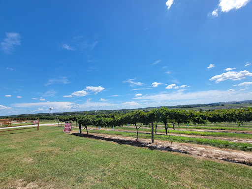 Vineyard «Lakeridge Winery & Vineyards», reviews and photos, 19239 US-27, Clermont, FL 34715, USA