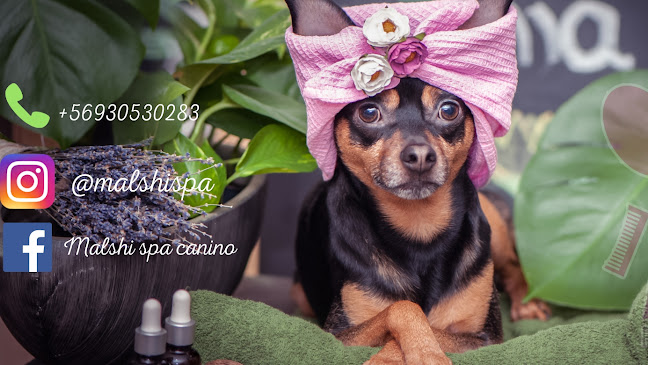 Malshi Spa canino pequeños tamaños.