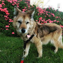 Playa Paws - Photo 8 - Car repair in , Los Angeles