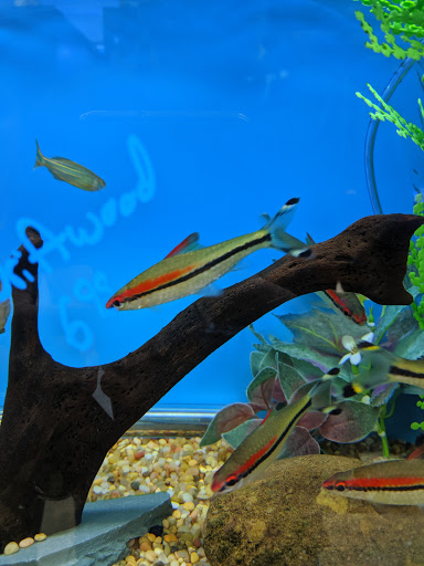 Pet Supply Store «Sea Level Aquarium», reviews and photos, 28 US-46, Pine Brook, NJ 07058, USA