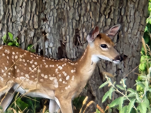 Public Golf Course «Landa Park Golf Course at Comal Springs», reviews and photos, 180 Golf Course Rd, New Braunfels, TX 78130, USA