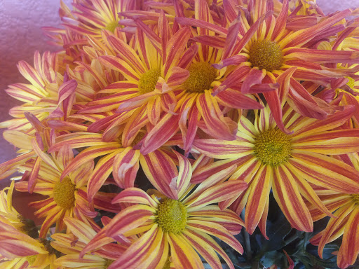 Supermarket «Publix Super Market at Beachway Plaza», reviews and photos, 7310 Manatee Ave W, Bradenton, FL 34209, USA