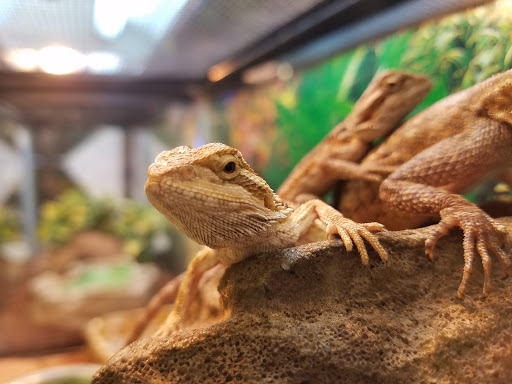 Pet Supply Store «Petland Discounts - Park Slope», reviews and photos, 510 5th Ave, Brooklyn, NY 11215, USA