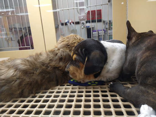 Pet Store «Petland», reviews and photos, 1514 Stonecreek Dr, Pickerington, OH 43147, USA