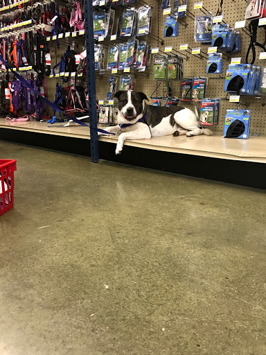 Shops to buy dogs in Virginia Beach