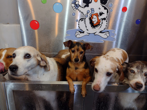 Pet Groomer «Belly scRubs Self Service Pet Wash», reviews and photos, 119 WV-34 #1, Hurricane, WV 25526, USA