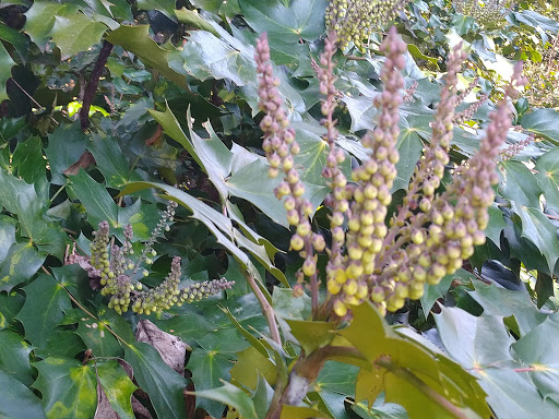 Garden «Wing Haven», reviews and photos, 248 Ridgewood Ave, Charlotte, NC 28209, USA