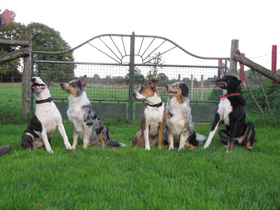 Cani'Sapiens à Drefféac