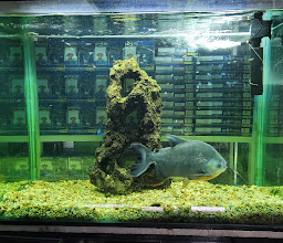 Acuario Michin Puebla photo