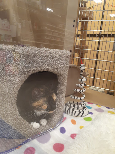 Pet Supply Store «PetSmart», reviews and photos, 1183 Berkshire Blvd, Wyomissing, PA 19610, USA