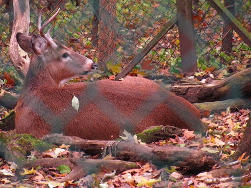 Camp «Howell Nature Center», reviews and photos, 1005 Triangle Lake Rd, Howell, MI 48843, USA