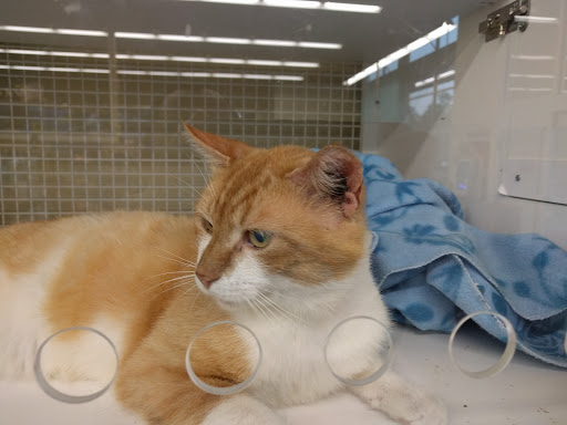 Pet Supply Store «Petco Animal Supplies», reviews and photos, 110 Percival Rd, Columbia, SC 29206, USA