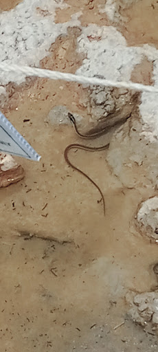 Caterer «United Caterers, Inc.», reviews and photos, 502 Idlewild Rd, Grand Prairie, TX 75051, USA