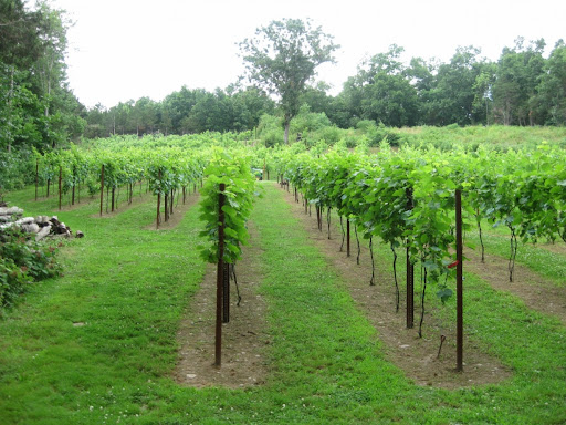 Vineyard «Clearview Vineyard», reviews and photos, 35 Clearview Ln, Warwick, NY 10990, USA