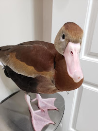 Creature Comforts Pet Services, LLC - Photo 3 - Car repair in , New Orleans