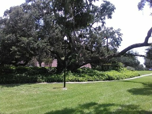 Museum «Orlando Museum of Art», reviews and photos, 2416 N Mills Ave, Orlando, FL 32803, USA