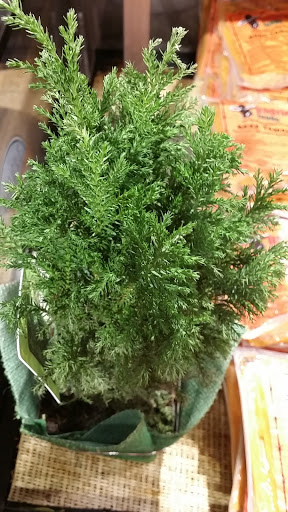 Grocery Store «Whole Foods Market», reviews and photos, 4041 Waller Creek, Highland Village, TX 75077, USA