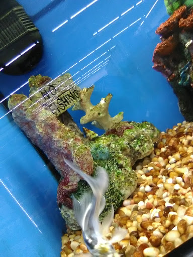 Pet Supply Store «Pet Supplies Plus», reviews and photos, 5418 N Blackstone Ave, Fresno, CA 93710, USA