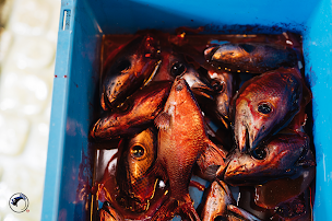 Photo n°41 de Kodawari Ramen à Paris ()