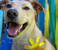 Happy Dog Resort - Photo 3 - Car repair in Pensacola, FL, Pensacola