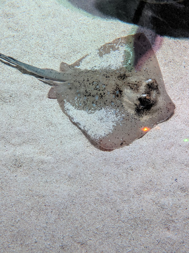 Amusement Center «LEGOLAND at Discovery Center Kansas City», reviews and photos, 2475 Grand Blvd, Kansas City, MO 64108, USA