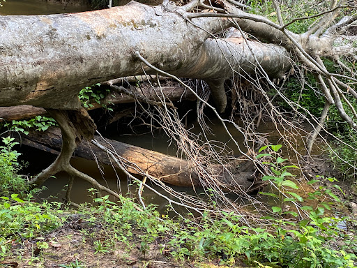 Nature Preserve «Swift Creek Bluffs Nature Preserve», reviews and photos, 7800 Holly Springs Rd, Raleigh, NC 27606, USA