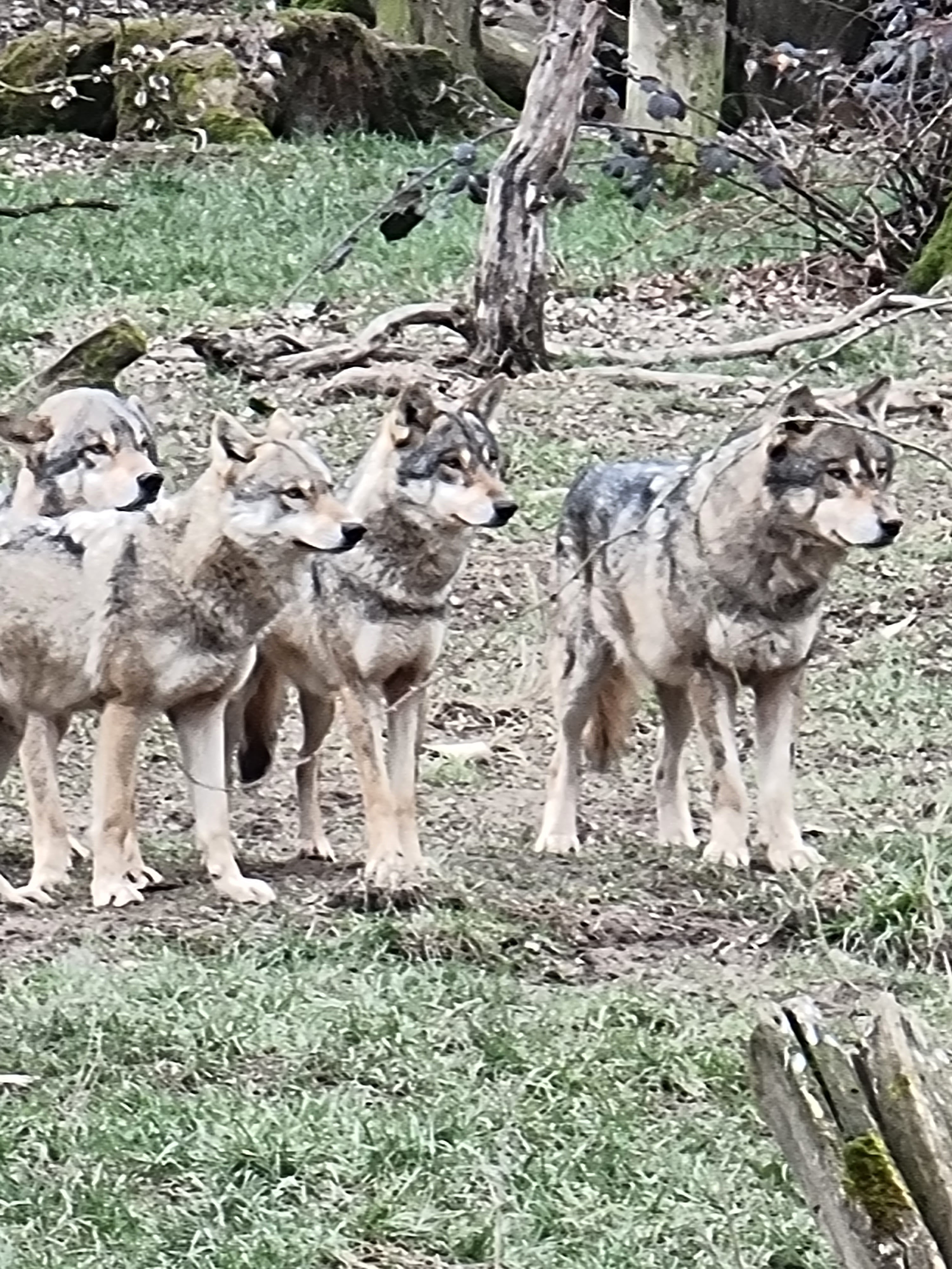 Photo n° 35 de l'avis de percque.a fait le 12/03/2023 à 16:11