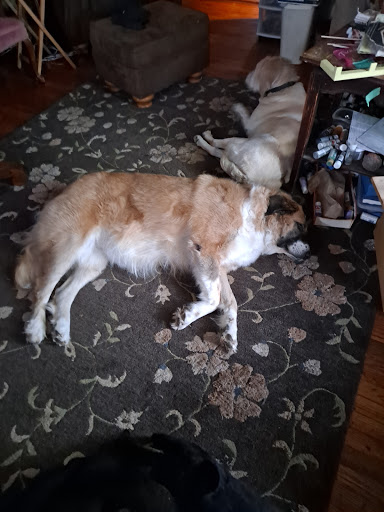 Pet Supply Store «PetSmart», reviews and photos, 3401 Erie Blvd E, Syracuse, NY 13214, USA