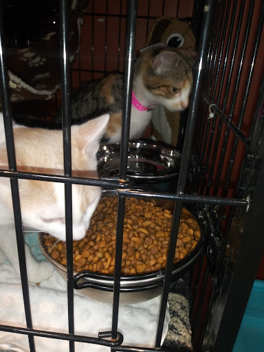 Pet Supply Store «Pet Valu», reviews and photos, 3437 Center Rd, Brunswick, OH 44212, USA