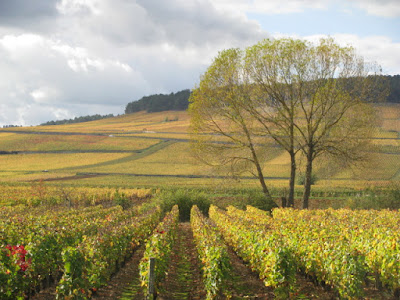 Domaine Anne Bavard-Brooks à Puligny-Montrachet