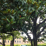 Photo n°4 de l'avis de Francesca.o fait le 03/07/2017 à 07:05 sur le  Vecchio Gelso à Villa Vicentina