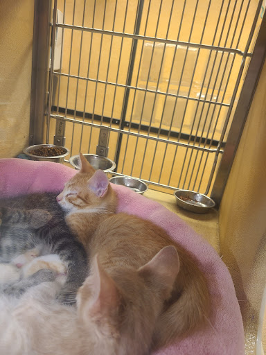 Pet Supply Store «PetSmart», reviews and photos, 10460 Town Center Dr, Westminster, CO 80021, USA