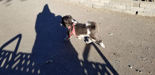 Dog Park «Portage Dog Friendly Area», reviews and photos, 4100 N Long Ave, Chicago, IL 60641, USA