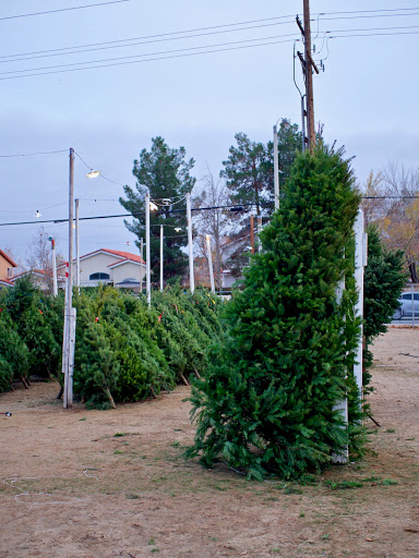Christmas tree farm Palmdale