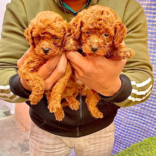 Mister Dog Pet Shop - Dog Shop In Jaipur