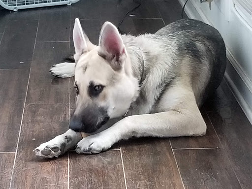 Pet Supply Store «PetSmart», reviews and photos, 1391 S Commons Dr, Myrtle Beach, SC 29588, USA