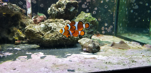 Pet Store «Pets Warehouse», reviews and photos, 177 Glen Cove Rd, Carle Place, NY 11514, USA