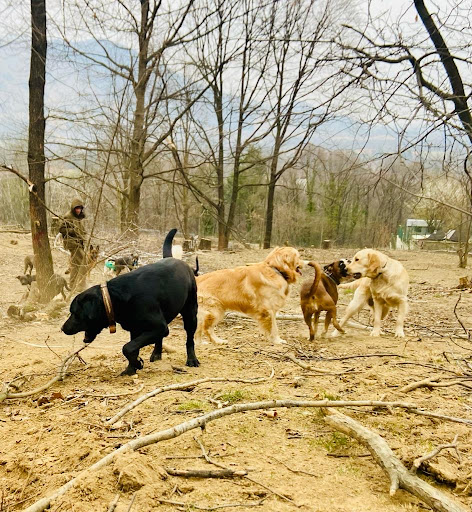 Pensioni per cani e dog hotel a Doggylandia Asilo per Cani e Centro Cinofilo