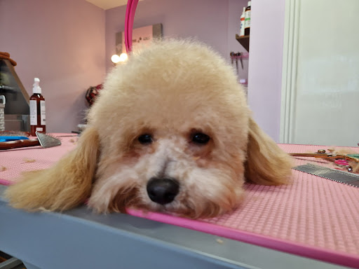 Pawsitive Vibes grooming salon