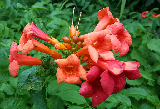 State Park «Cedar Hill State Park», reviews and photos, 1570 FM1382, Cedar Hill, TX 75104, USA