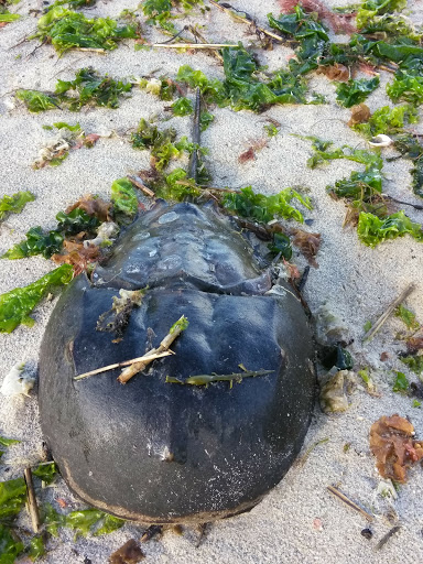 Park «Morse Park», reviews and photos, Morse Ave, West Haven, CT 06516, USA