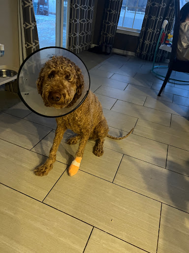 Pet Supply Store «PetSmart», reviews and photos, 3794 Easton-Nazareth Hwy, Easton, PA 18045, USA