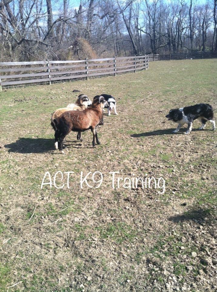 ACT Dog Training