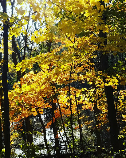 Nature Preserve «Sidney Yates Flatwoods», reviews and photos, N Caldwell Ave, Chicago, IL 60646, USA