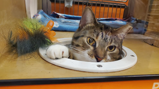 Pet Supply Store «PetSmart», reviews and photos, 1919 Wells Rd, Orange Park, FL 32073, USA