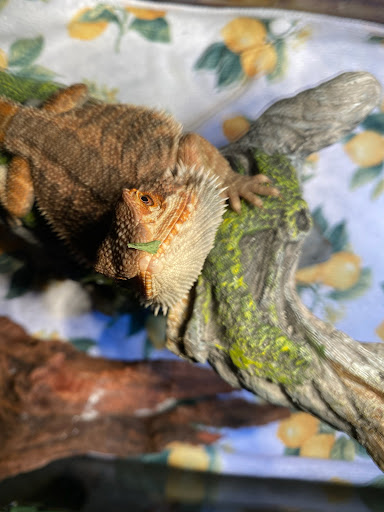 Pet Store «Critter Castle», reviews and photos, 1461 Boiling Springs Rd, Spartanburg, SC 29303, USA