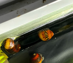 Aquaristikwelt Dresden ggü. TEDI photo