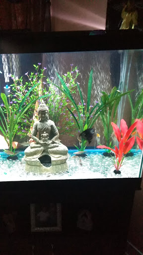 Pet Store «Fish R Us», reviews and photos, 10855 TX-242, Conroe, TX 77385, USA