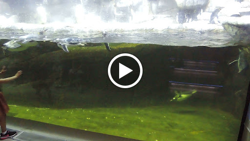 Aquarium «Newport Aquarium», reviews and photos, 1 Aquarium Way, Newport, KY 41071, USA