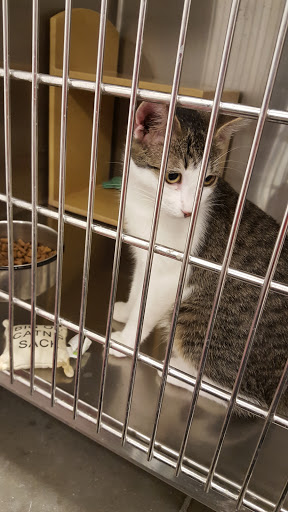 Pet Supply Store «PetSmart», reviews and photos, 10625 N Oracle Rd, Oro Valley, AZ 85737, USA